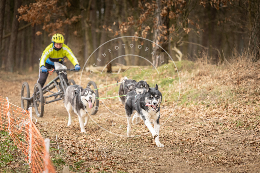 Pfotenfotografie_DV3A4873 | Hundefotografie, Tierfotograf, Pfotenfotografie, Fotoshooting Hund, Hunde Portrait, Hundesport, Hundeportraits, Heideshooting, Hunde, Sportfotograf, Hundefotograf, Turnierhundsport, THS,  - Realisiert mit Pictrs.com