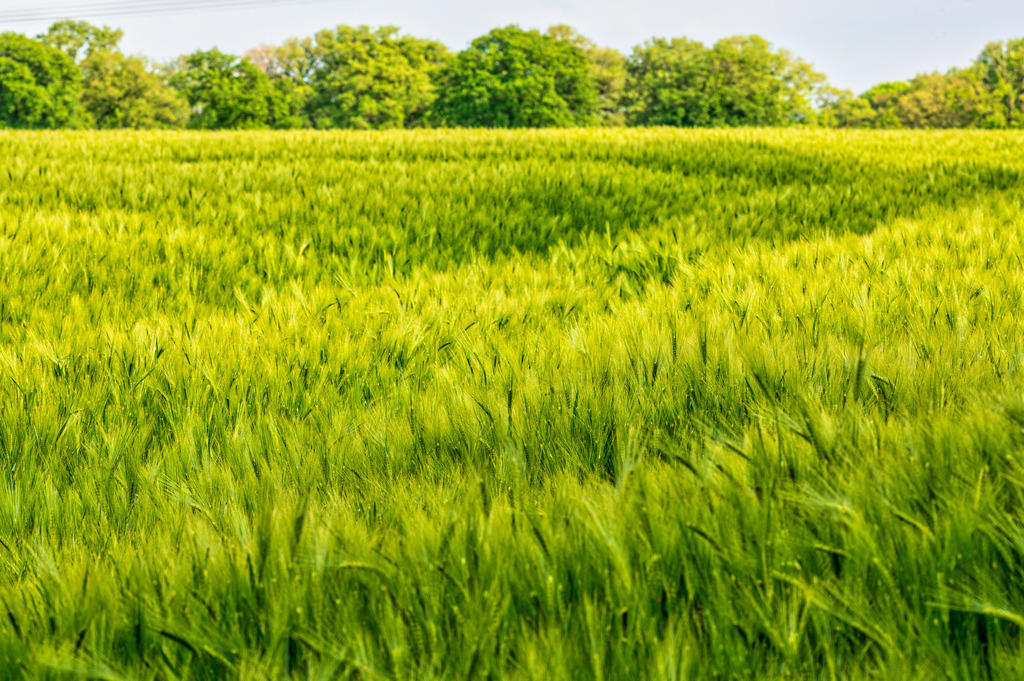 2022_05_31_DSC1961 | Hochwertig gedruckte Fotografien für die Wand, als Kalender und zum Verschenken. Hamburg & Norddeutschland und überall wo ich mit der Kamera unterwegs war.