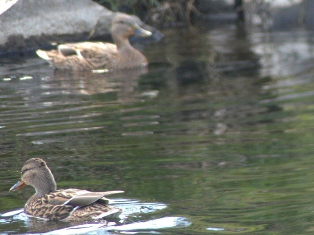 2 Enten (w) | Verkauf von Fotos und  Videoclips zumThema Natur.Motive sind Pflanzen, Tiere, Landschaftenund Wetter - Realisiert mit Pictrs.com