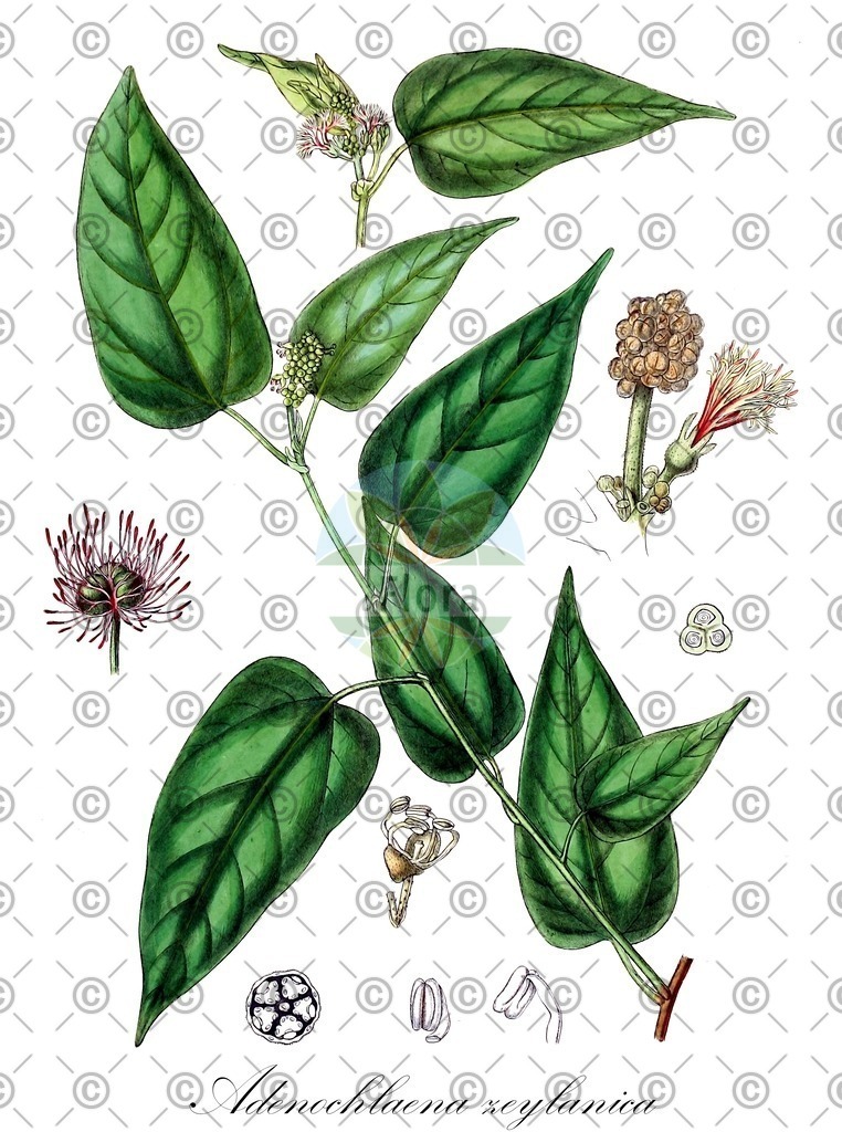 HistAbb_wfo-0000766960_1_ENZY_Simple | Historische Abbildung von Adenochlaena zeylanica - Euphorbiaceae | Historical Illustration of Adenochlaena zeylanica - Euphorbiaceae