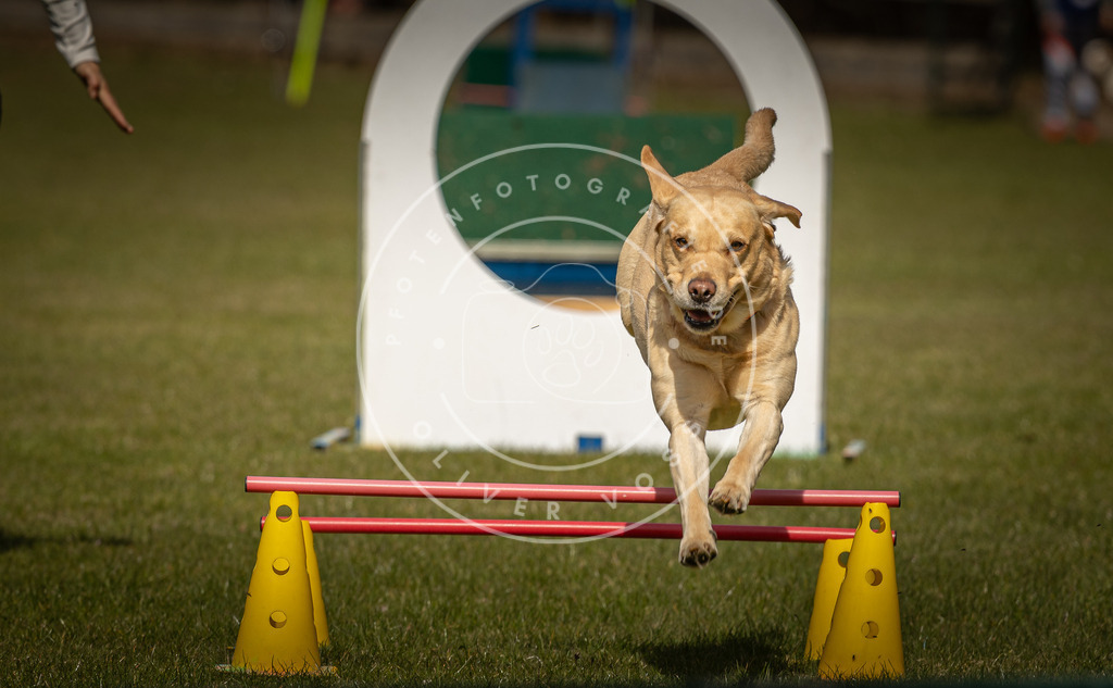 Pfotenfotografie_DV3A5346 | Hundefotografie, Tierfotograf, Pfotenfotografie, Fotoshooting Hund, Hunde Portrait, Hundesport, Hundeportraits, Heideshooting, Hunde, Sportfotograf, Hundefotograf, Turnierhundsport, THS,  - Realisiert mit Pictrs.com