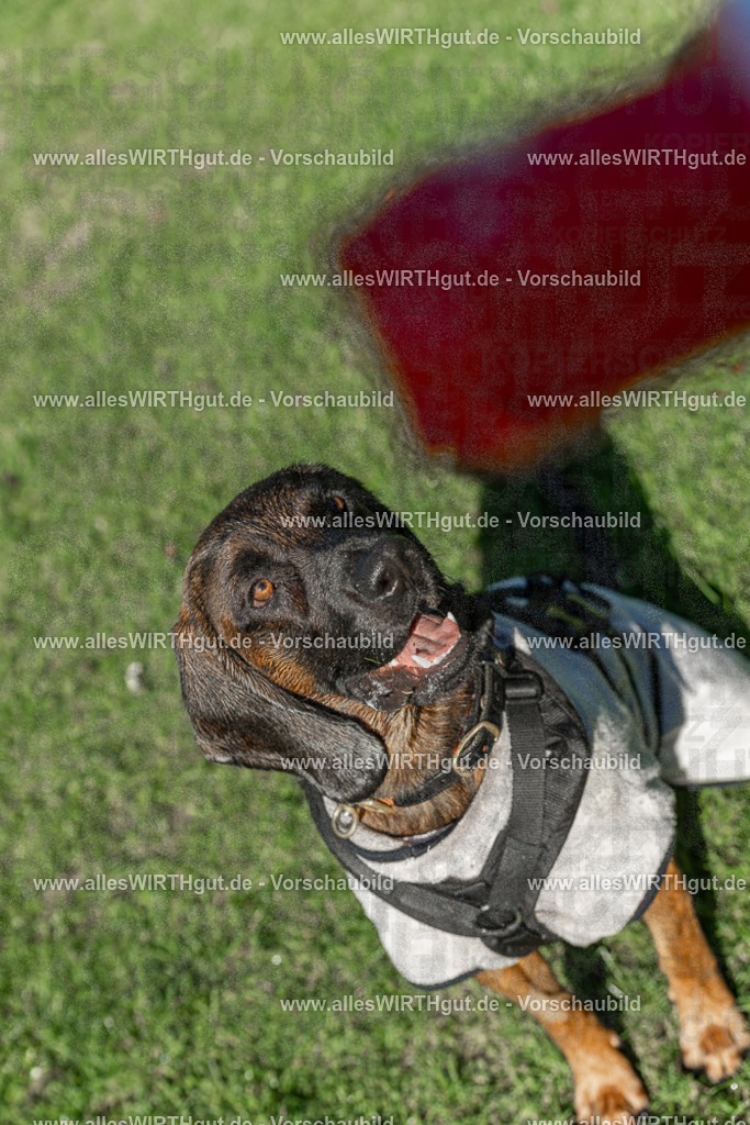 Hundeschwimmen_Volksbad_2026-allesWIRTHgut_Tierfotografie-2609061040-095019-7R509142 | Professionelle Tierfotografie in Mönchengladbach von Daniel Wirth (allesWIRTHgut). Liebevolle & natürliche Bilder von Hunden & Katzen für unvergessliche Erinnerungen.