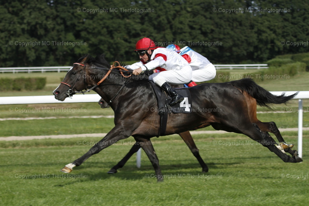 _MG_2019 | Pferdefotos online bestellen - Realisiert mit Pictrs.com