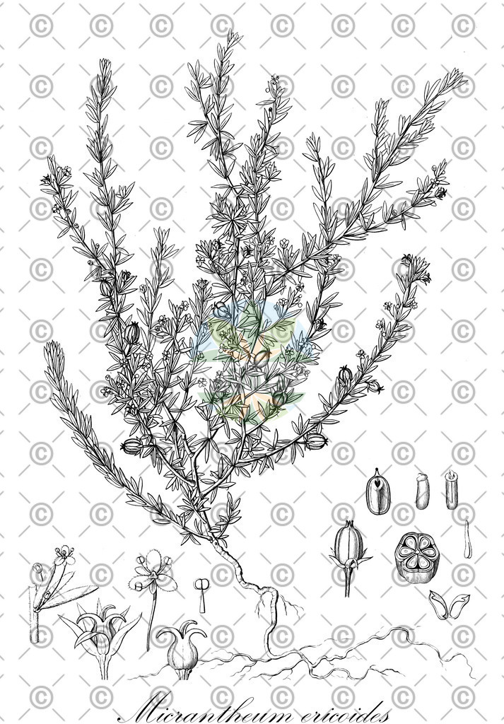 HistAbb_63B8Z_4_ENZY_Simple | Historische Abbildung von Micrantheum ericoides - Picrodendraceae | Historical Illustration of Micrantheum ericoides - Picrodendraceae