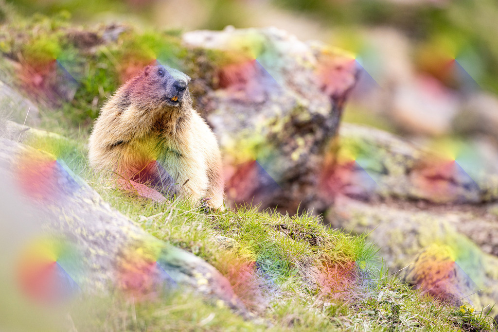 1M5A9882 | FineArtPrint, Hahnemühle, FeeGalerie, Fee Galerie, Fotokunst, Fotografie, Canonphotography, Bergfoto, Matterhorn, Rimpfischhorn, Allalinhorn, Saas-Fee, Wallis, Valais, Switzerland, Bergfotografie