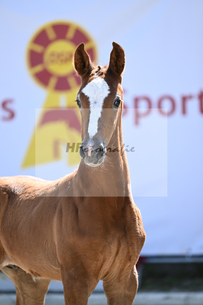 Kat-Nr. 15 HF Caruso Z_Diez_12230391 | hf-fotografie - Realizzato con Pictrs.com