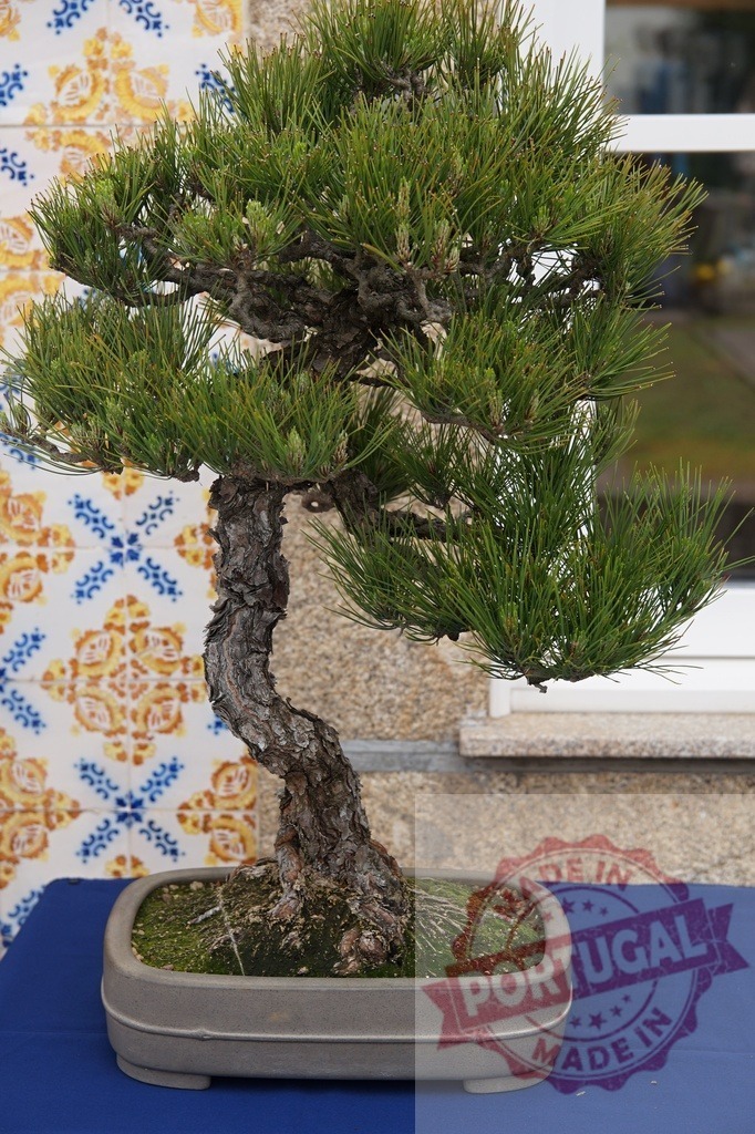 Pinus thunbergii black pine bonsai art form | Bonsai tree cultivating a sense of zen and tranquility on a blue table - Realized with Pictrs.com