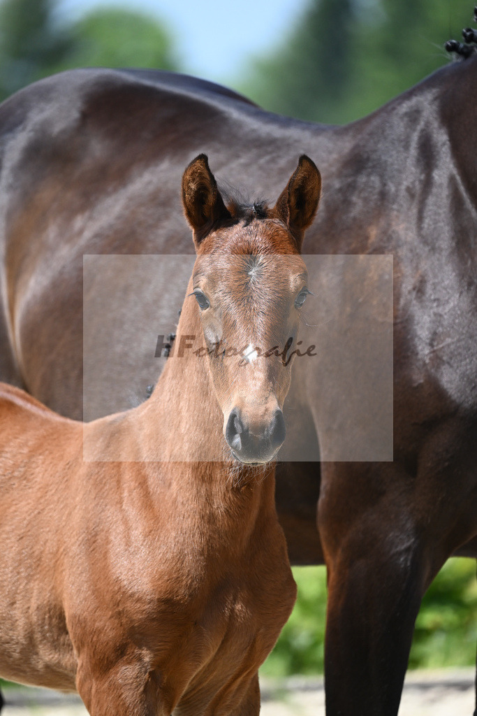 Kat-Nr. 13 SF Cullinan du Borget B_Herzog_15230262 | hf-fotografie - Realizzato con Pictrs.com