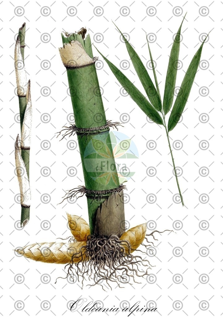 HistAbb_wfo-0000254823_1_ENZY_Simple | Historische Abbildung von Oldeania alpina - Poaceae | Historical Illustration of Oldeania alpina - Poaceae