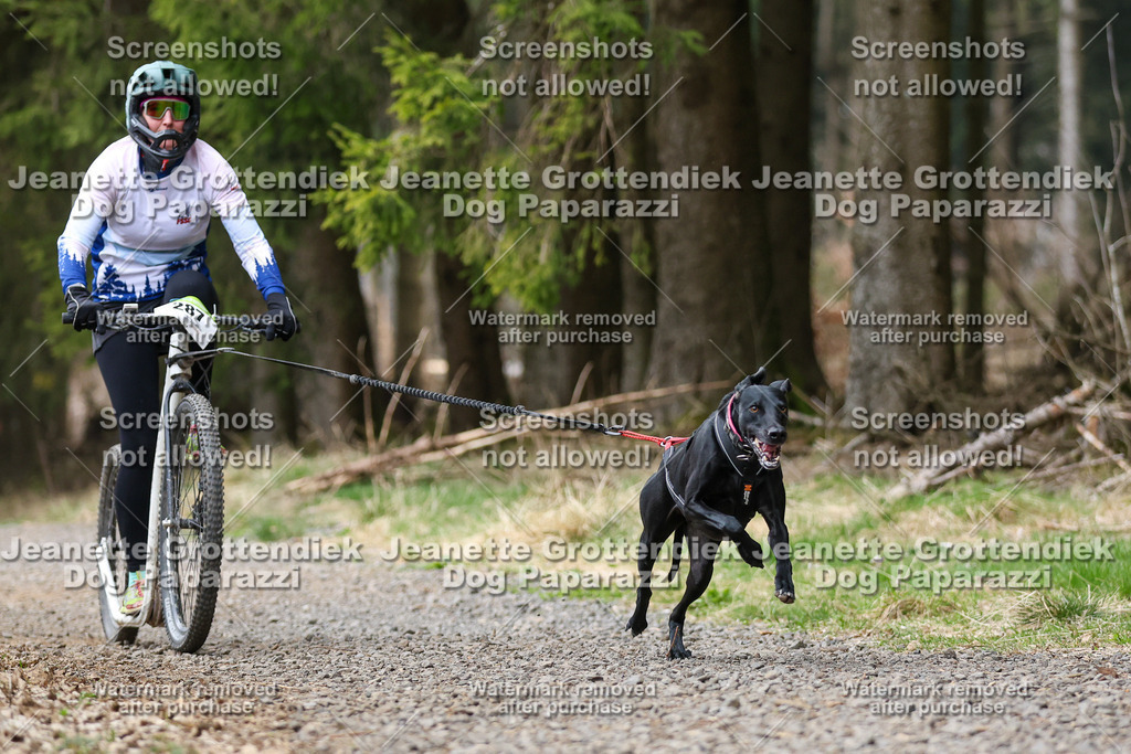 Dog Paparazzi - VCC26-536 | Dog Paparazzi Jeanette Grottendiek Fotografie & Videografie - Realisiert mit Pictrs.com