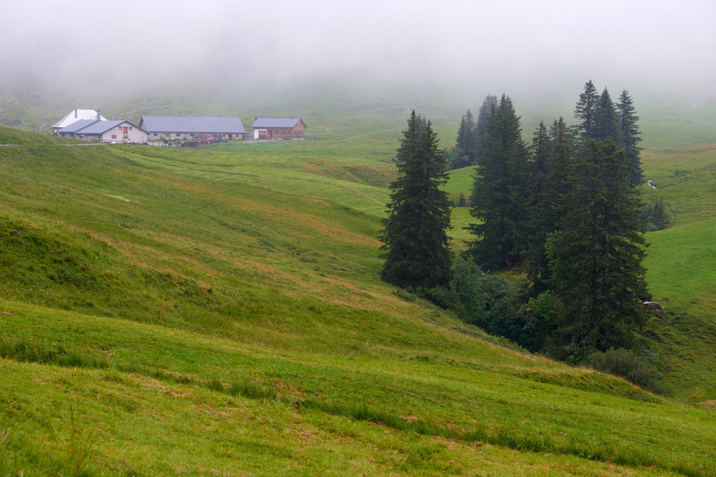 Alpe Saluver im Nebel | Laterns, Austria - July 26, 2017: Alpe Saluver im Nebel, im Vordergrund Tannen. - Realisiert mit Pictrs.com