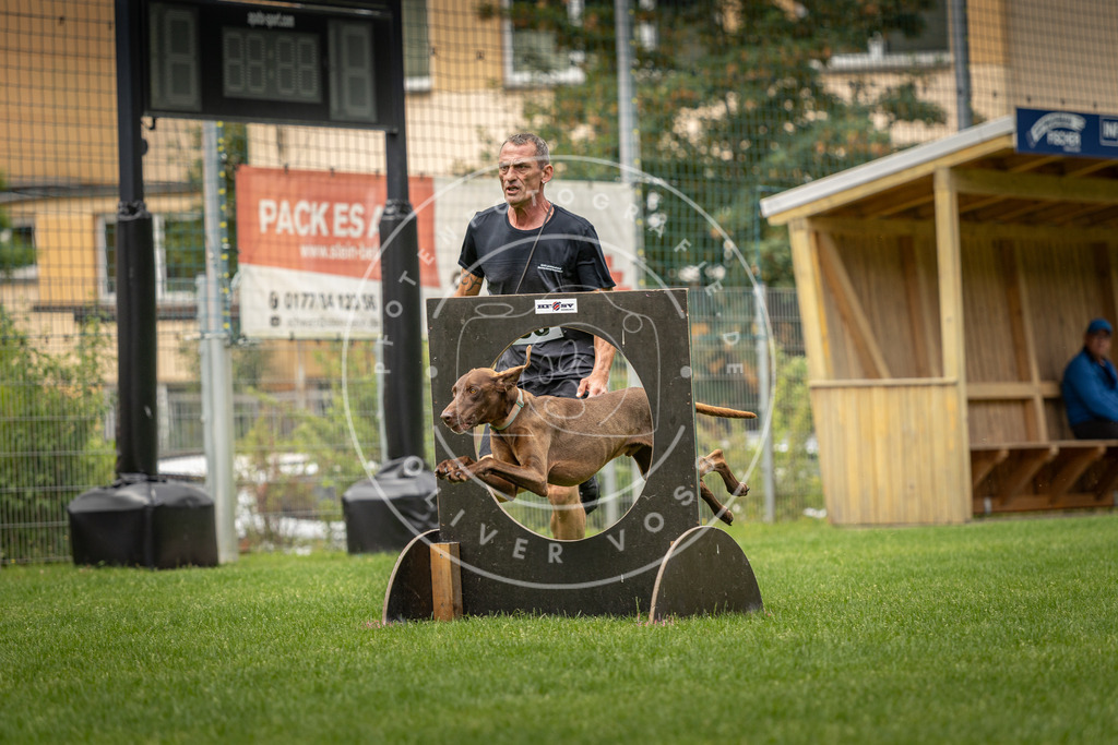Pfotenfotografie_DV3A8930 | Hundefotografie, Tierfotograf, Pfotenfotografie, Fotoshooting Hund, Hunde Portrait, Hundesport, Hundeportraits, Heideshooting, Hunde, Sportfotograf, Hundefotograf, Turnierhundsport, THS,  - Realisiert mit Pictrs.com