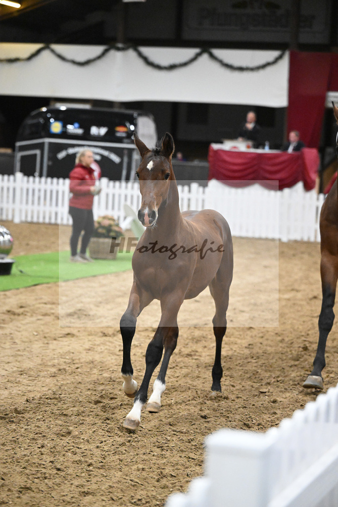 Fohlenauktion Next Chance_49220609 | hf-fotografie - Realisiert mit Pictrs.com