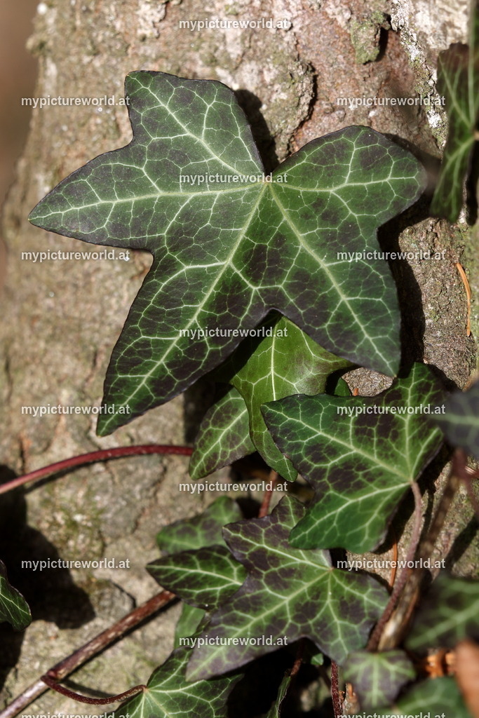 Gemeiner Efeu-009 | Das Bilderarchiv über Tiere, Planzen und Landschaften. In der Bilddatenbank finden Sie ein große Auswahl an hochwertigen Bilder für Ihre Werbung - Realisiert mit Pictrs.com