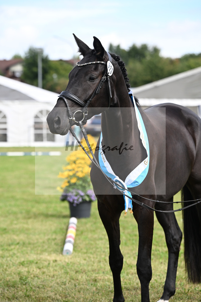 Kat-Nr. 23 Basics Zaubermaus H.S. v. Millennium_Sommer_30250662 | hf-fotografie - Realisiert mit Pictrs.com