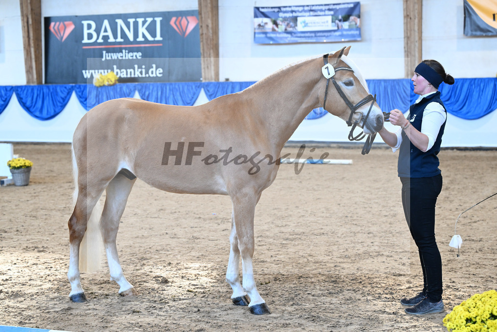 Kat-Nr. 7 Wingo vam Wickert v. Winterzauber_Zur Werra_48250847 | hf-fotografie - Realisiert mit Pictrs.com