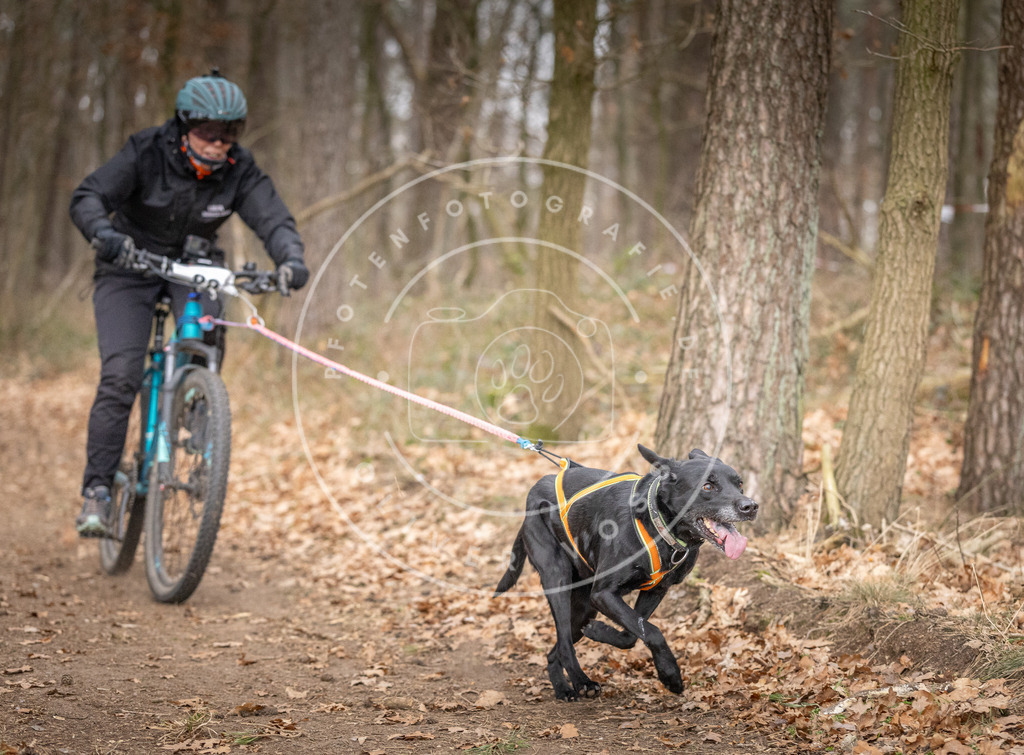 Pfotenfotografie_DV3A6082 | Hundefotografie, Tierfotograf, Pfotenfotografie, Fotoshooting Hund, Hunde Portrait, Hundesport, Hundeportraits, Heideshooting, Hunde, Sportfotograf, Hundefotograf, Turnierhundsport, THS,  - Realisiert mit Pictrs.com