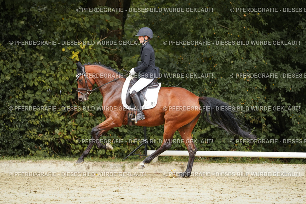 DSC09291 | Pferdegrafie