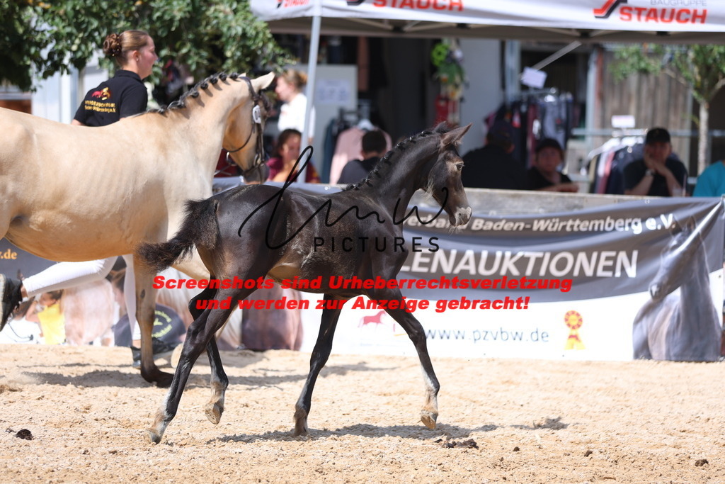 Fohlenschau_Schwäbisch_Hall_Ponys_KN 48_5 | lmwpictures - Realisiert mit Pictrs.com