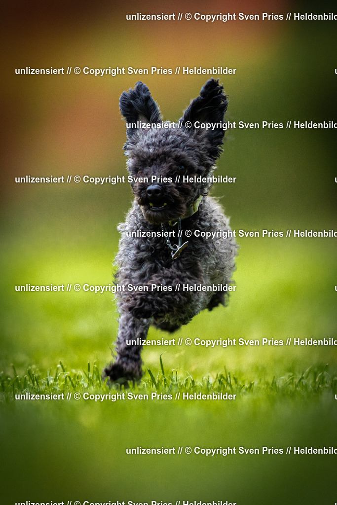 Sven Pries | 2025-09-21 - Hunderennen Baden-Oos - Realisiert mit Pictrs.com