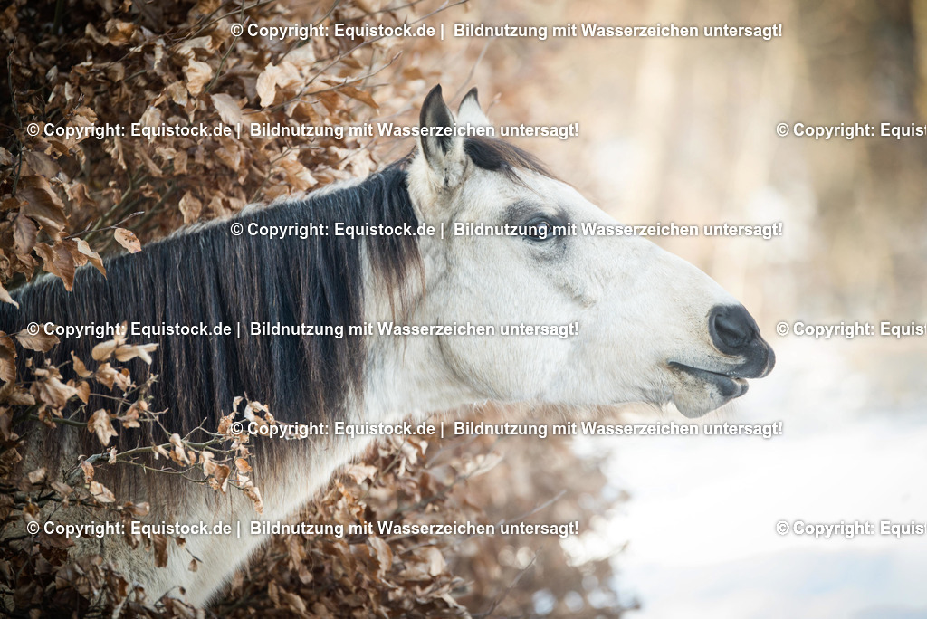 TS_20170129_Winterbilder_Falbe_0004 | Foto: Thomas Hartig