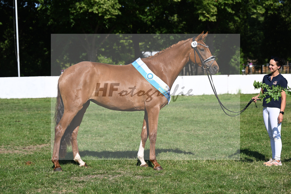 Kat-Nr. 43 Bonjour la Rouge K v. Dynamic Dream_Silvestre_19251535 | hf-fotografie - Realizzato con Pictrs.com