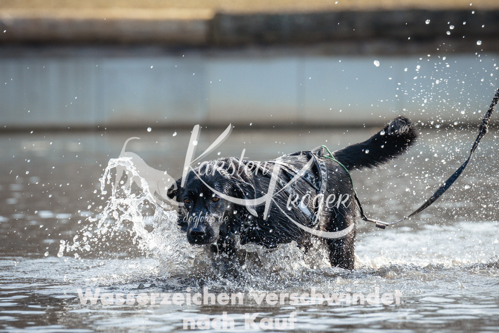 1102_ZZ91781 | kk-dogfotos