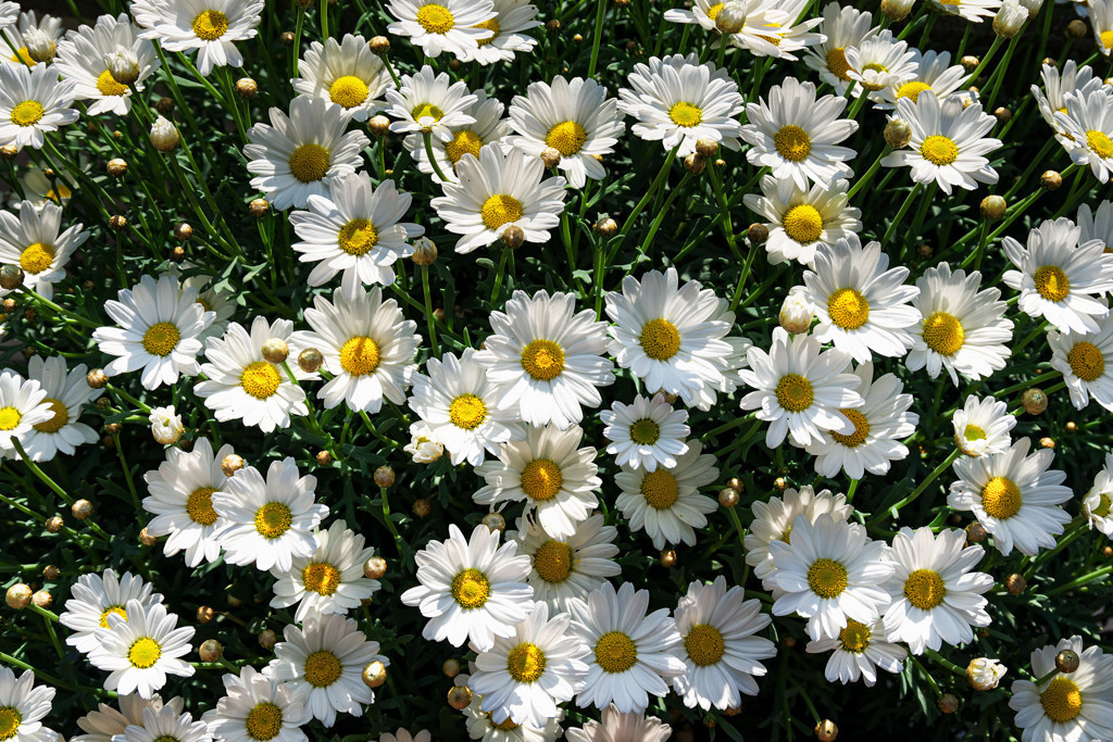 Kamillenstrauß im Sonnenlicht | In diesem Meer aus Kamillenblüten kann ich mich verlieren. Obwohl sie alle gleich auszusehen scheinen, kann man hier eine kleine Reise in die Gestaltungsvielfalt unserer Natur absolvieren. - Realisiert mit Pictrs.com