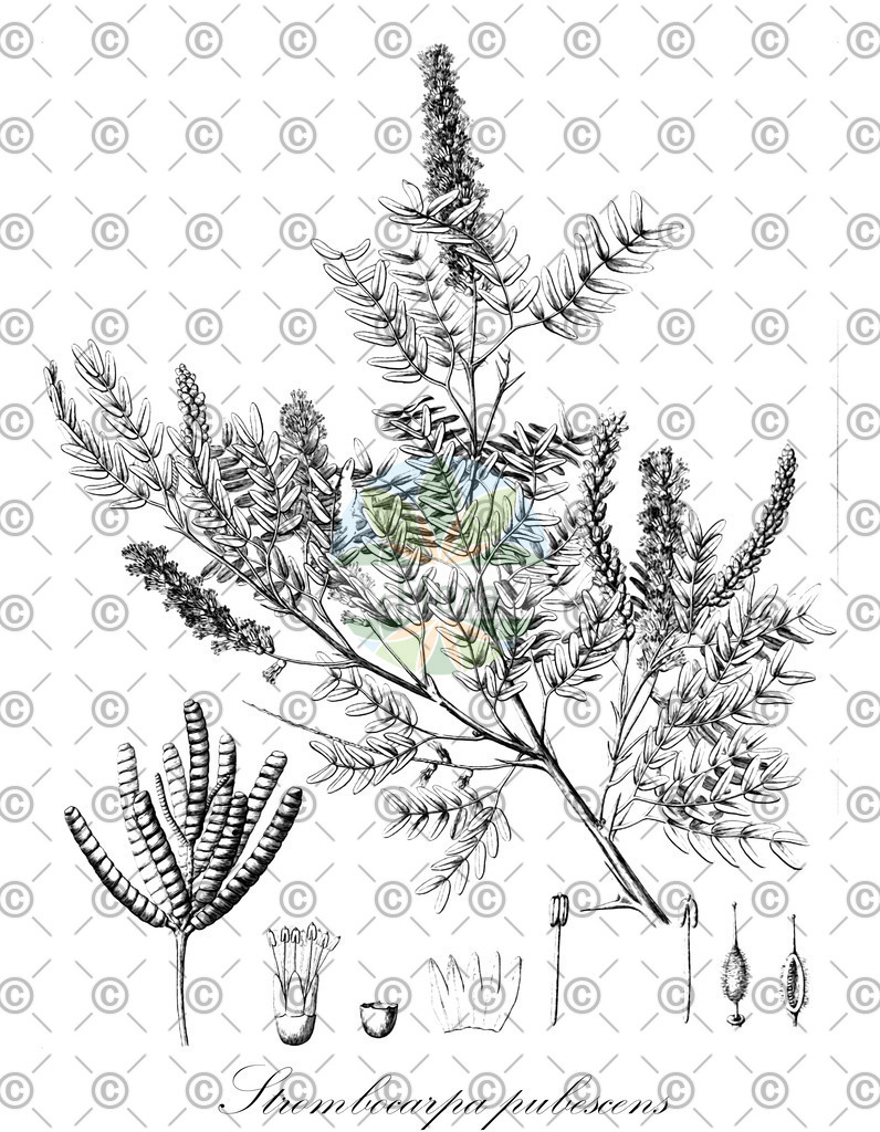 HistAbb_wfo-0001425228_1_ENZY_Simple | Historische Abbildung von Strombocarpa pubescens - Fabaceae | Historical Illustration of Strombocarpa pubescens - Fabaceae
