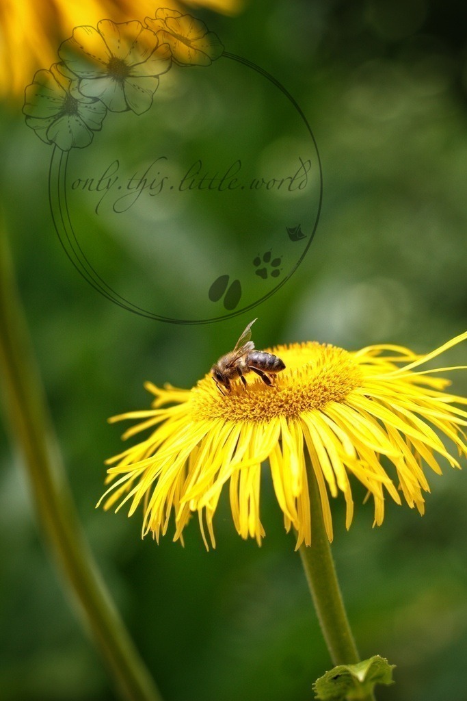 IMG_4157-01 | only.this.little.world - Realisiert mit Pictrs.com