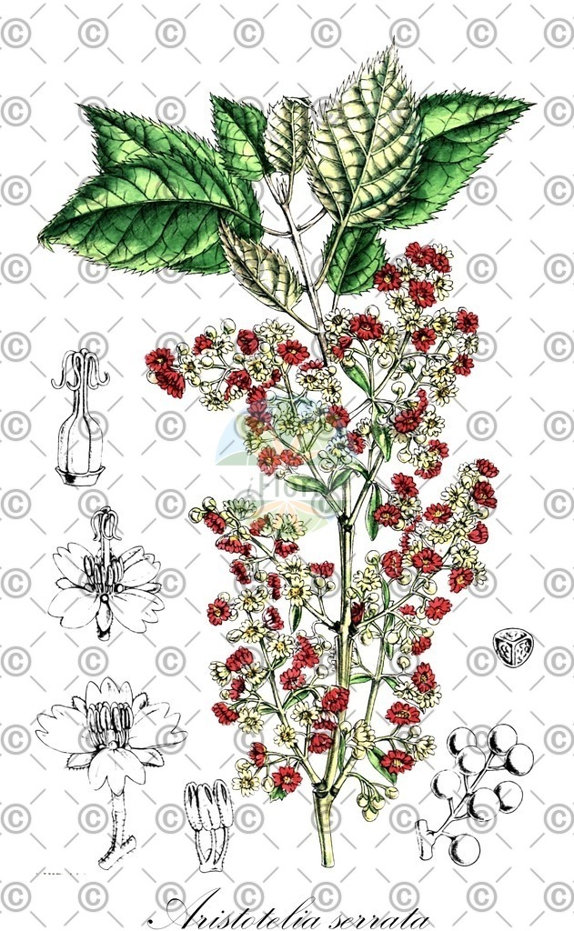 HistAbb_wfo-0000548521_1_ENZY_Simple | Historische Abbildung von Aristotelia serrata - Elaeocarpaceae | Historical Illustration of Aristotelia serrata - Elaeocarpaceae