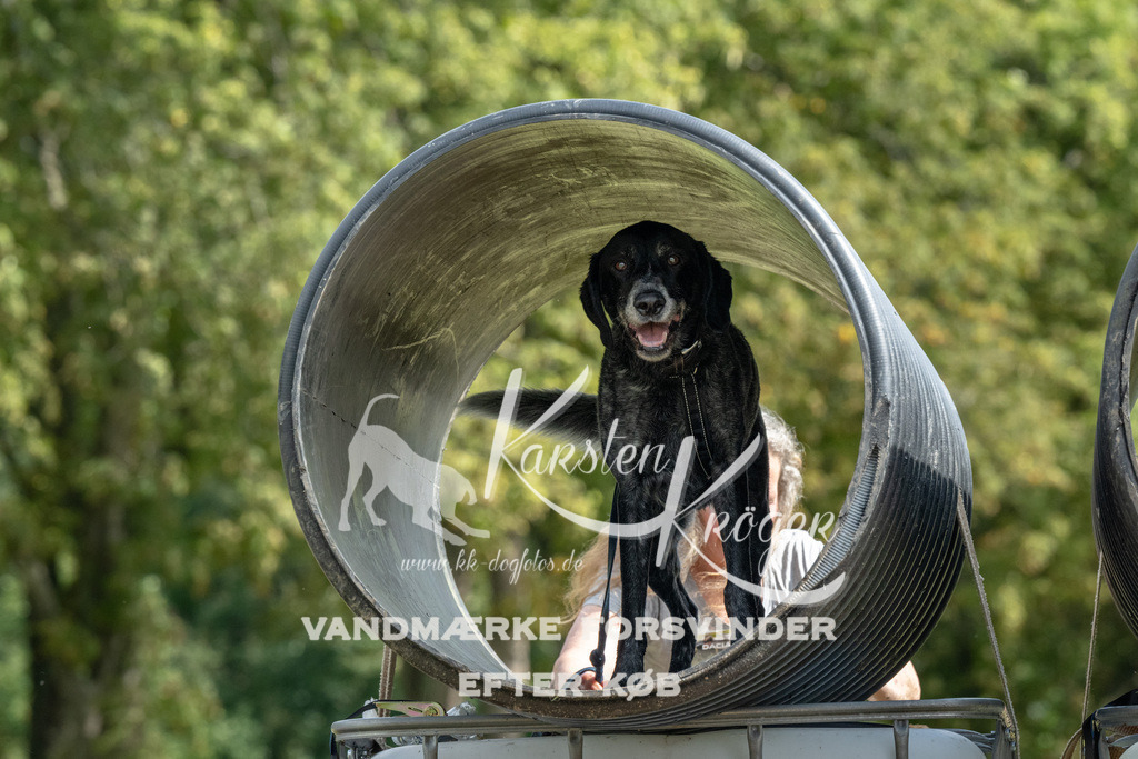 1140_ZZ90017 | kk-dogfotos