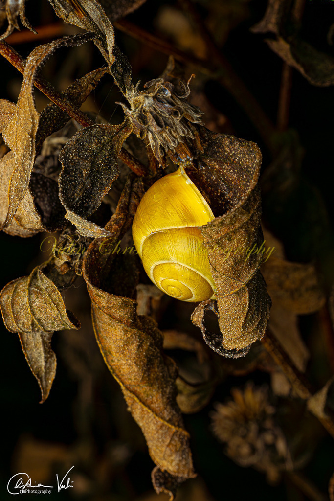 MN 9 | Christian Vulin  - Realisiert mit Pictrs.com