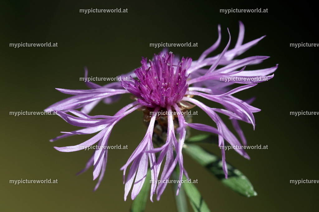 Wiesen-Flockenblume-001 | Das Bilderarchiv über Tiere, Planzen und Landschaften. In der Bilddatenbank finden Sie ein große Auswahl an hochwertigen Bilder für Ihre Werbung - Realisiert mit Pictrs.com