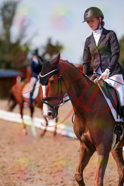 2026_10_03_Siefer-Hof_133221_Z81_88881029 | Professionelle Reitsport-, Turnier- und Eventfotografie von Robert Broda. Galerien mit ausgewählten und bearbeiteten Bildern direkt online ansehen und bestellen.