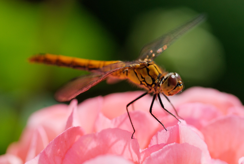 gefleckte Heidelibelle | Wien, Austria - June 23, 2010: gefleckte Heidelibelle. - Realisiert mit Pictrs.com