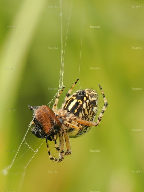 Echte Eichenblattspinne | Inanta - Realisiert mit Pictrs.com