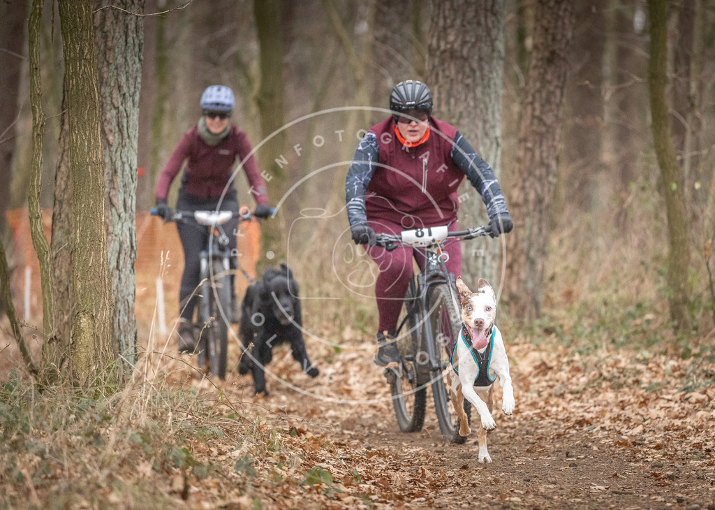 Pfotenfotografie_DV3A5862 | Hundefotografie, Tierfotograf, Pfotenfotografie, Fotoshooting Hund, Hunde Portrait, Hundesport, Hundeportraits, Heideshooting, Hunde, Sportfotograf, Hundefotograf, Turnierhundsport, THS,  - Realisiert mit Pictrs.com