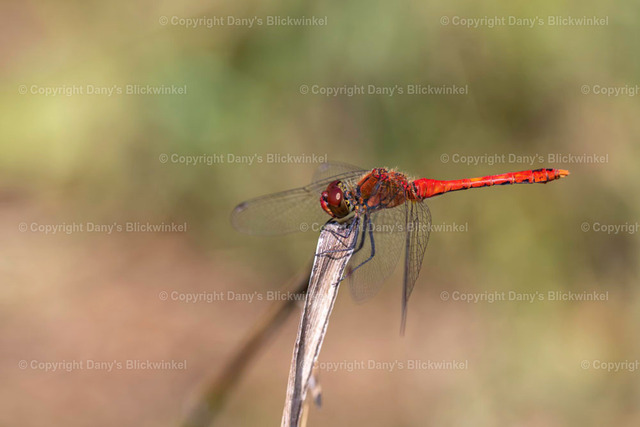 20198 | Tierfotografie, Tierkalender, Tierbilder, Insekten, Spinnen, Vögel, Schmetterling, Libellen, Leinwand, Colorkey, Qualität, Geschenkartikel, Geschenk - Realisiert mit Pictrs.com