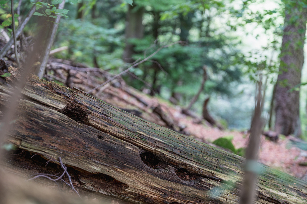 ZD250916093154 | Fotoshop von zweidimensional Fotografie. Ihr Fotograf im Aargau. Abzüge von Ihrem Fotobox Event bestellen.Abzüge von Ihrem Hochzeit bestellen.Abzüge von Ihrem Schulfotograf bestellen.