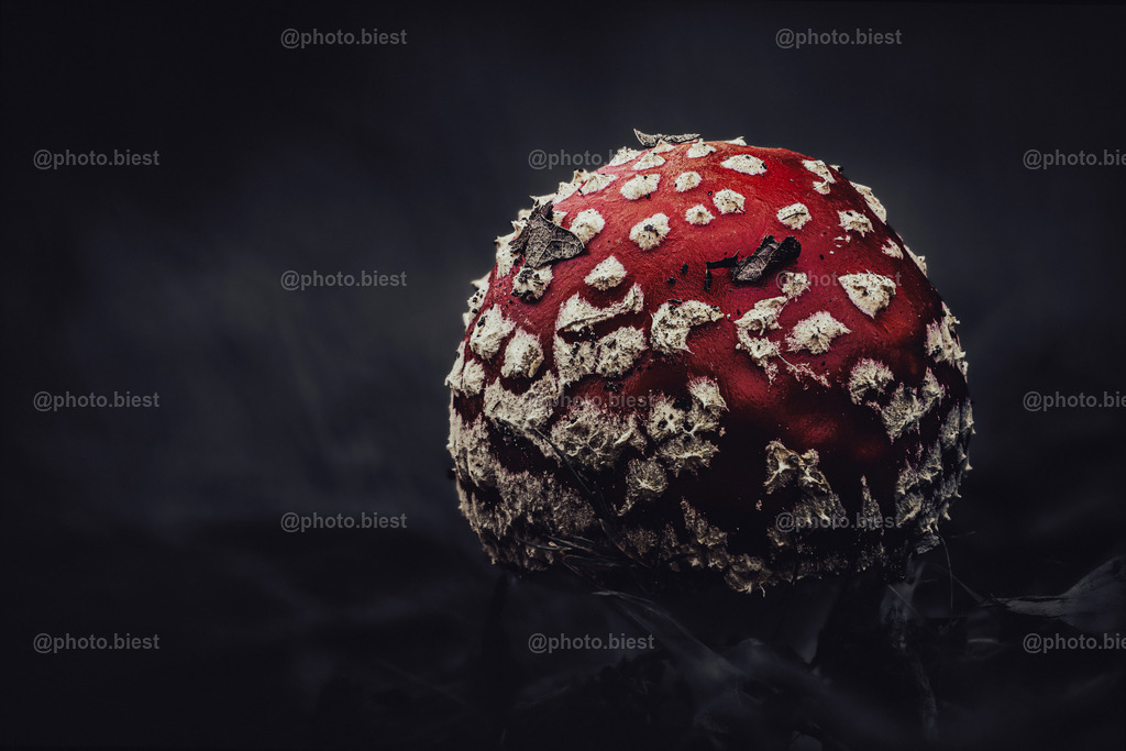 Dark Shroom | Ein moody Fliegenpilz. Noch klein und wunderschön. - Realisiert mit Pictrs.com
