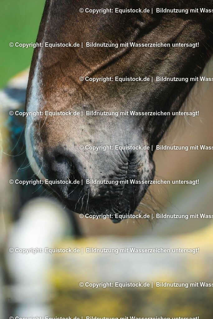 20210617_Fohlen_0256 | Foto: Thomas Hartig