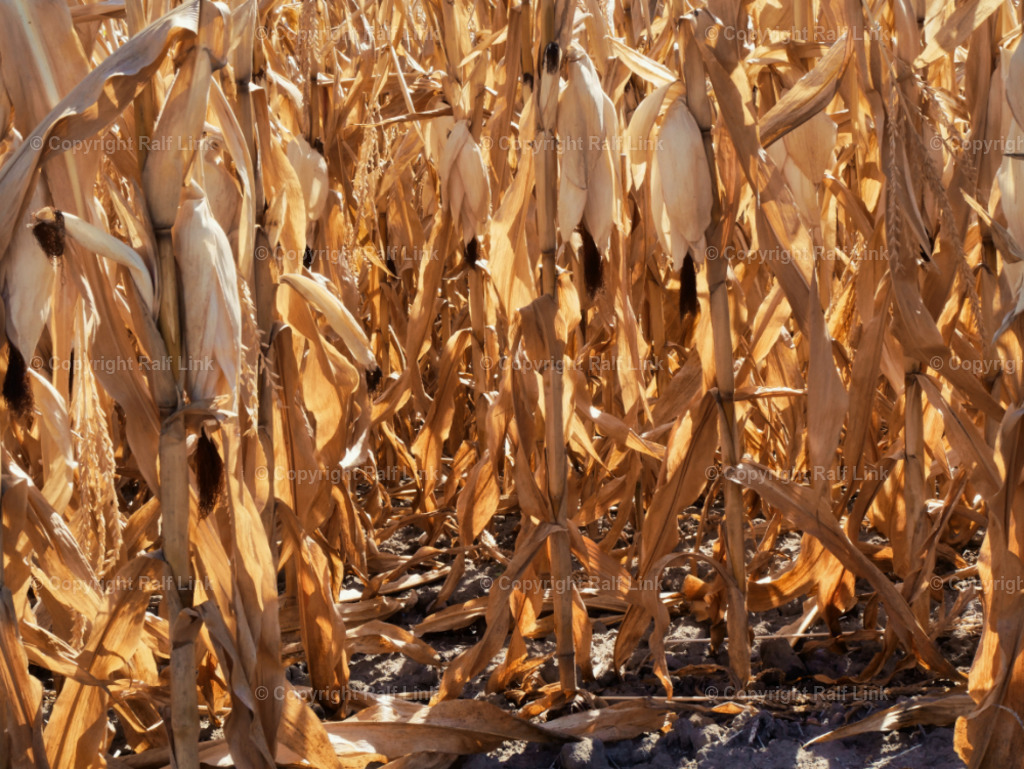 Dürre im Maisfeld | Dürre im Maisfeld