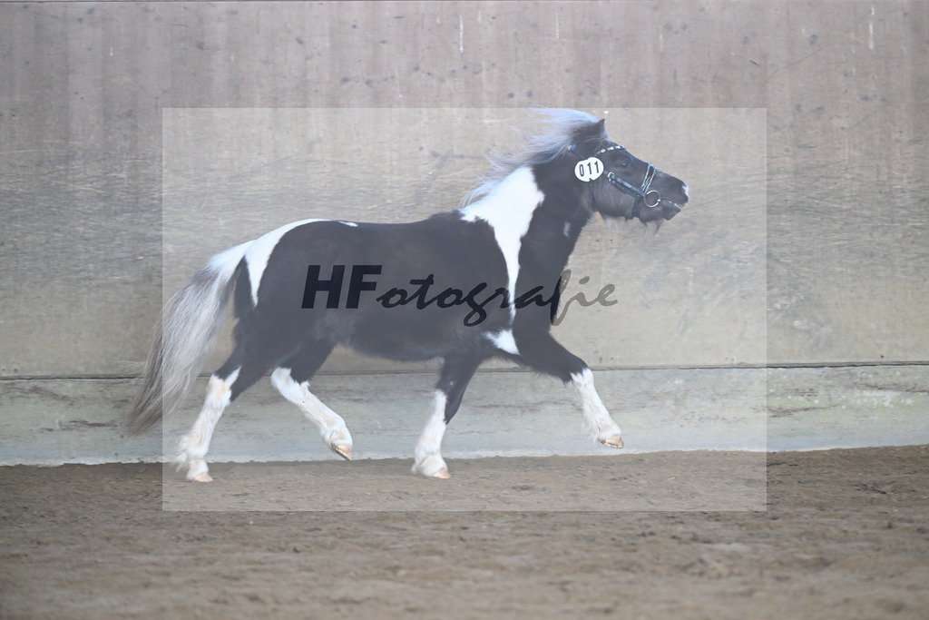 Kat-Nr. 11 SDH Bowies Painted Silver v. Rose Dancing Toreador_Gossing_49250413 | hf-fotografie - Realisiert mit Pictrs.com