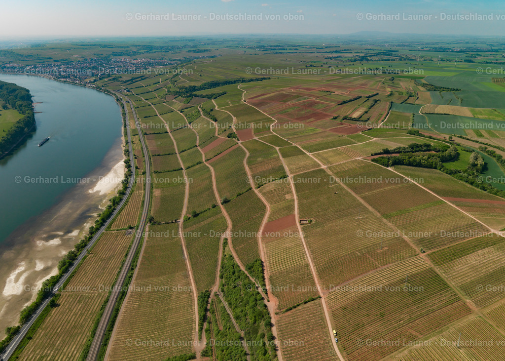 3134049-Weinberge-Nackenheim-Nierstein | Weinberge-Nackenheim-Nierstein