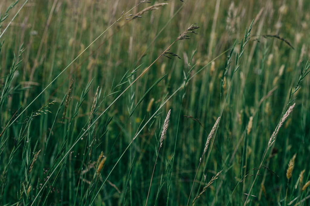 Gräser | Simone Sonderegger Photography