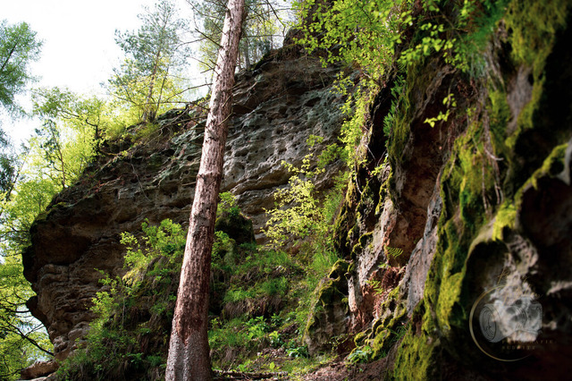 DSC_1662 | Shop für Prints Landschaftsfotografie Sächsische Schweiz Naturfotografie in Thüringen Fotos vom Findlingspark Nochten Kloster Sankt Marienstern Bilder Festung Königstein PanoramaRhododendronpark Kromlau FotogalerSchleswig-Holstein Küstenlandschaften