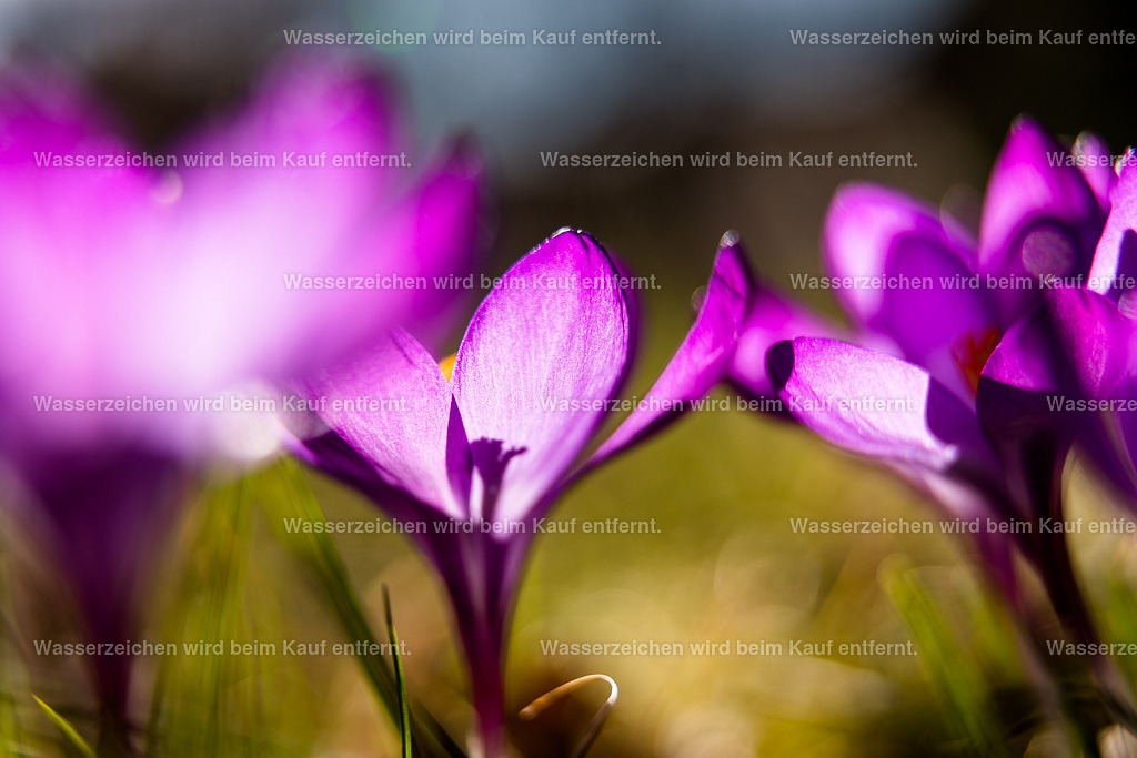 Tanz im Universum | Die Botschaft zum Bild lautet: Deine spirituelle Arbeit wird durch dieses Bild unterstützt. Deine spirituellen Kanäle werden geöffnet und gereinigt. Deine spirituellen Kanäle werden beschützt. Vor Energien, die dir nicht dienen.