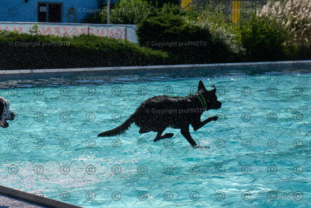 167_202509_4Hundebadetag_NZ9_2679 | proPHOTO - Realisiert mit Pictrs.com