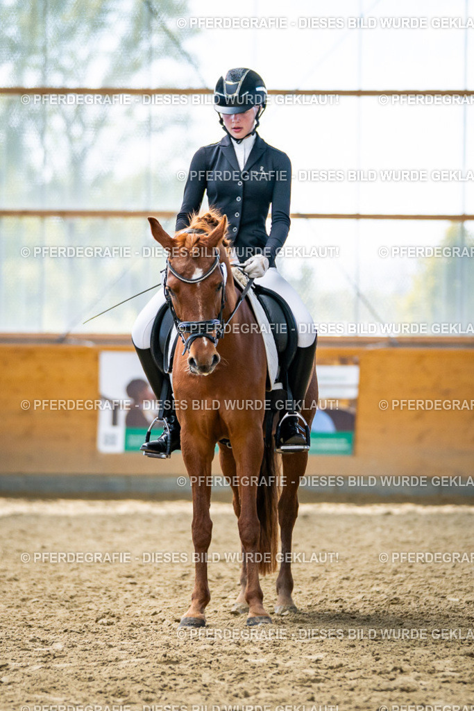 DSC05152 | Pferdegrafie